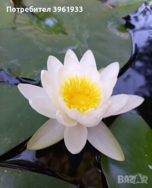  Водни лилии 7.00, снимка 1