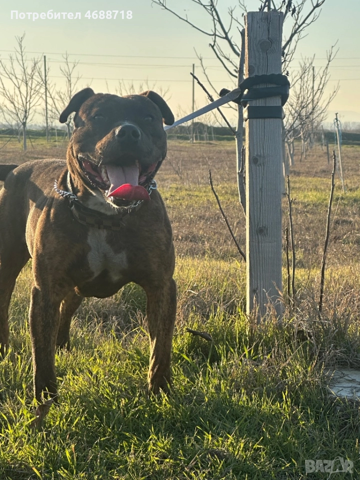 Pitbull za razplod, снимка 1