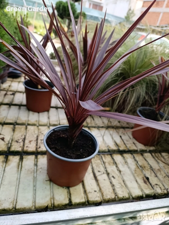 Кордилина / Cordyline “Australis”, снимка 1