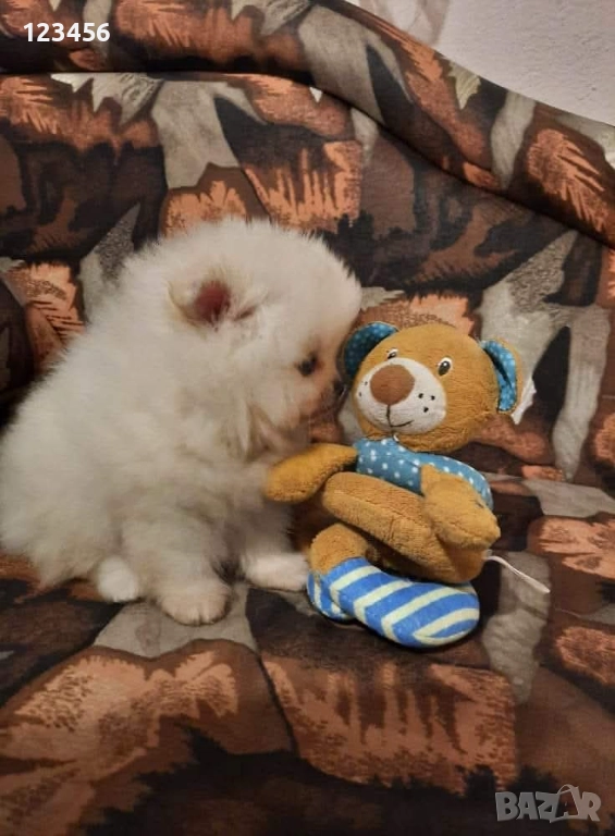 Померанчета, снимка 1