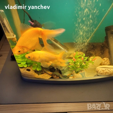 аквариум с 4 броя големи риби 