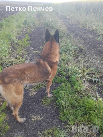 белгийска овчарка малиноа, снимка 2 - Белгийска овчарка - 54305738