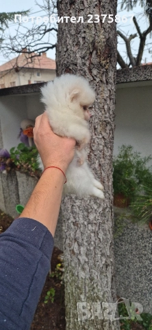 2 мъжки померанчета,померан, снимка 4 - Померан - 52774921