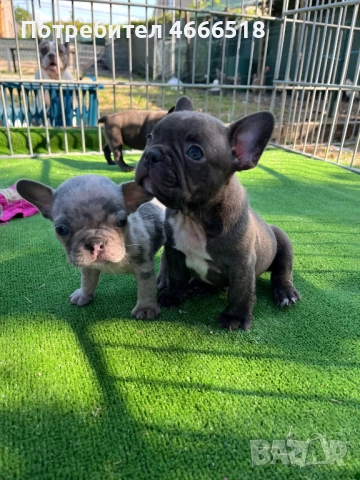 Очарователни кученца френски булдог