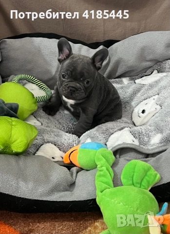 Френски булдог - МЪЖКИ, снимка 4 - Френски булдог - 53053018