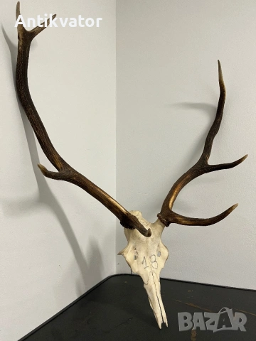 Трофей от елен, снимка 3 - Декорация за дома - 54258345