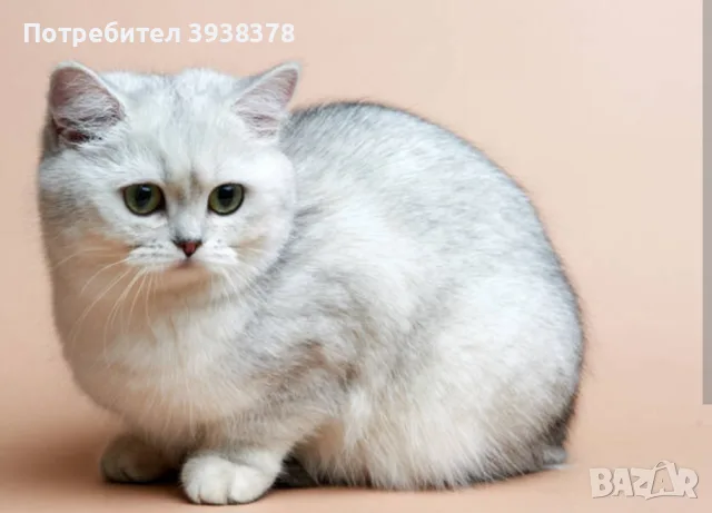 Srebarna cincila , снимка 3 - Чинчили - 55839323