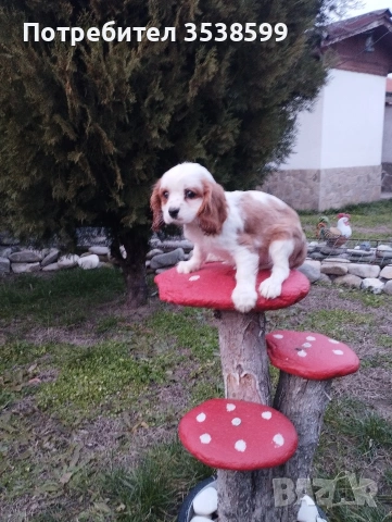 Кавалер Кинг Чарлз Шпаньол 