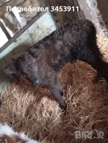 Месодайни мъжко Абърдийн 