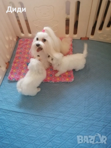 Малтийска болонка