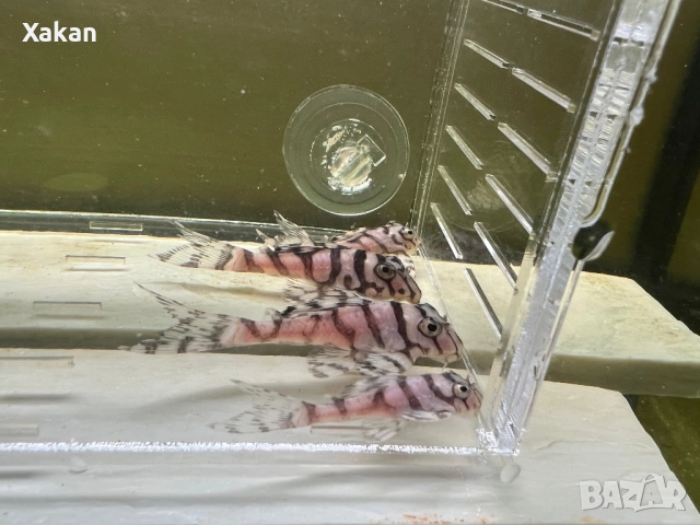 L 236 SW и SY 6.5-7см, снимка 8 - Рибки - 50275511