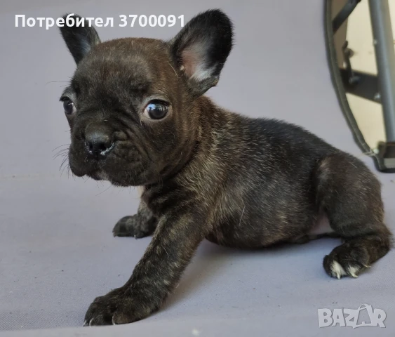 френски булдог, снимка 1