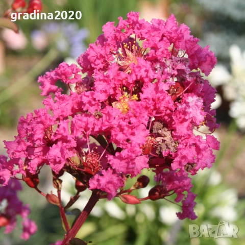 Лагерстремия - индийски люляк Налични 6 вида , снимка 8 - Разсади - 53905889