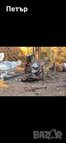 Декоративни кокошки джинки