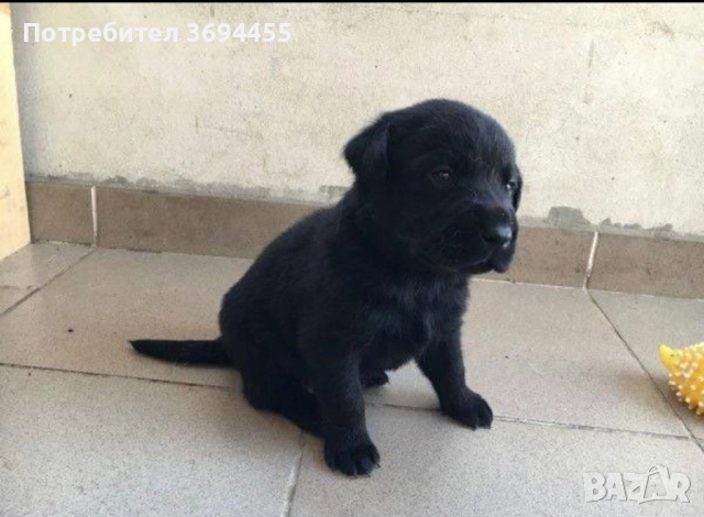 лабрадор ретривър, снимка 2 - Лабрадор ретривър - 52591223