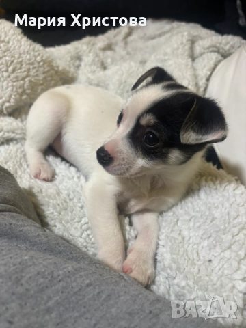Продавам женско кученце, снимка 2 - Джак ръсел териер - 54057413