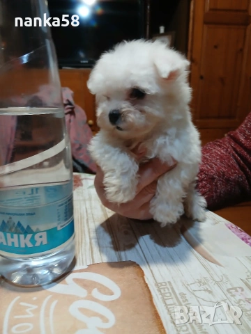продавам малтизер, снимка 3 - Болонка - 53986115