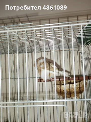 Продавам Канари 6 бр и 4 бр клетки с всички аксесоари!, снимка 4 - Канари - 55823480
