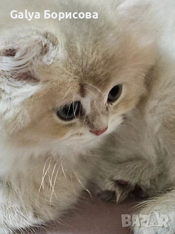 Британски родословни котенца  лилаво злато , снимка 7 - Британска късокосместа - 53502654