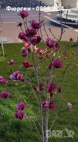 Магнолия -  Magnolia  Genie, снимка 2 - Разсади - 55750562