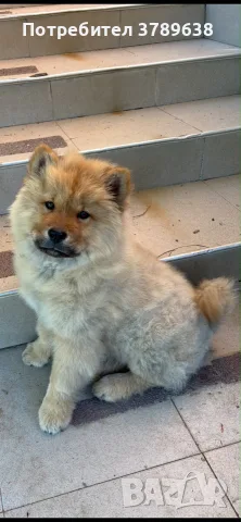 Чау - Чау  💙🐾🐶 Най-пухкавите Чау Чау женски очакват своите нови семейства , Много скоро 🎉🪭❤️✨🐾🥰🐩➡️⤵️