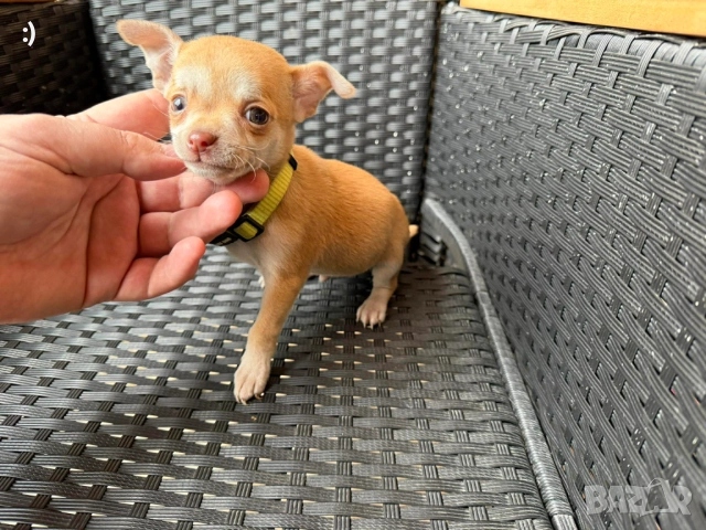 Чихупинчер мъжки Актуално от 24.12.2025, снимка 4 - Пинчер - 52891248