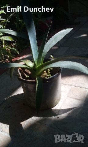 Agave americana