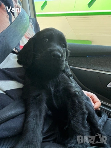 Мъжки черен кокер шпаньол, снимка 2 - Други - 54310857