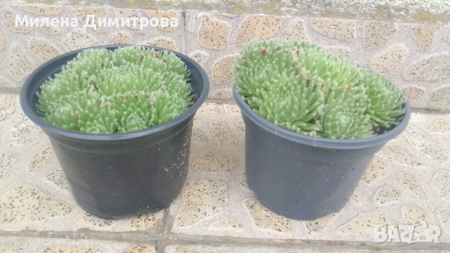 Семпервивум - дебелец различни сортове , снимка 10 - Градински цветя и растения - 52001936