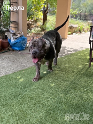 Американско Були ХЛ за разплод, снимка 8 - Други - 48276659