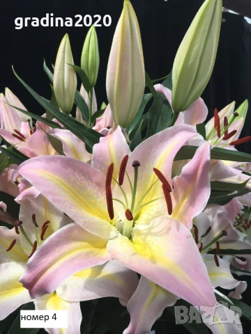 Лилиум в саксия Силно ароматен !, снимка 4 - Разсади - 50549559