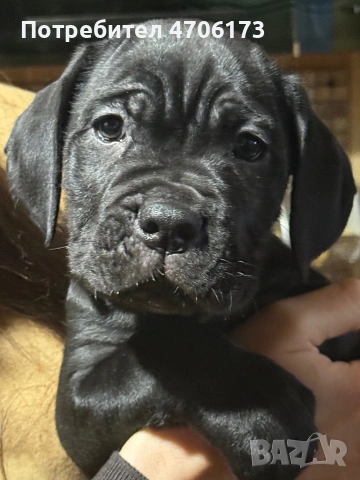 Кане Корсо / Cane Corso, снимка 13 - Кане корсо - 53065228