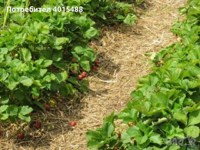 Prodavam korencheta celogodishni qgodi 2 sorta Monterei i Flamenko, снимка 5 - Разсади - 44673235