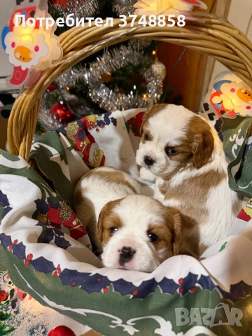 Малки кученца порода Кавалер Кинг Чарлз Шпаньол , снимка 8 - Кавалер кинг чарлз шпаньол - 53019640