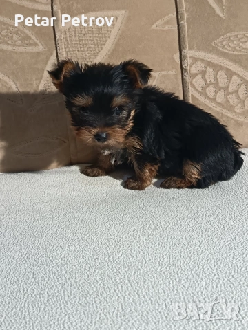 Йоркширски териер , снимка 14 - Йоркширски териер - 54063849