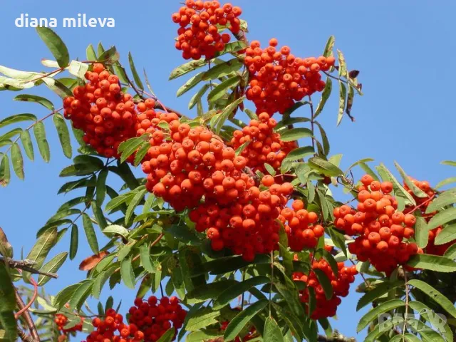 Офика,  Самодивско дърво, Sorbus “Aucuparia”, снимка 2 - Градински цветя и растения - 48545539