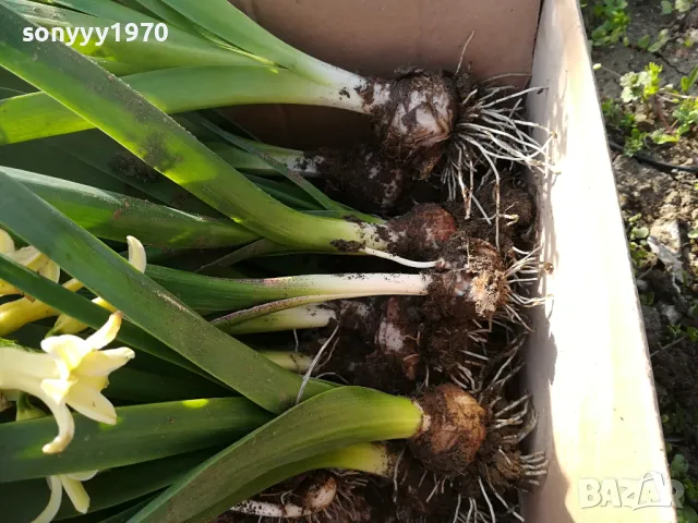 ЗЮМБЮЛИ В САКСИЯ С ПОЧВА 25ЛВ ЗА ЕДИН С ЛУКОВИЦА 1404250825, снимка 12 - Градински цветя и растения - 49886619