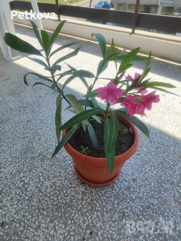 Зокуми(олеандър), снимка 5 - Стайни растения - 50163696
