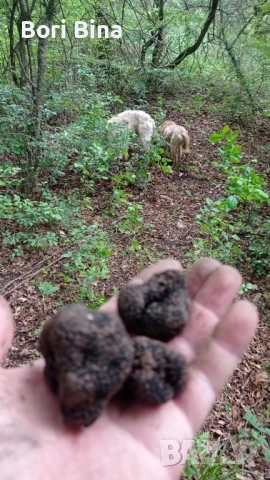 кучета за Трюфели , снимка 3 - Шпаньоли - 52206296