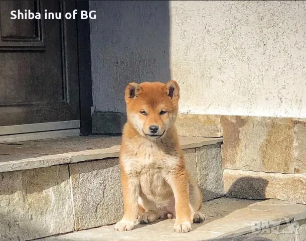 Родословни бебета шиба ину