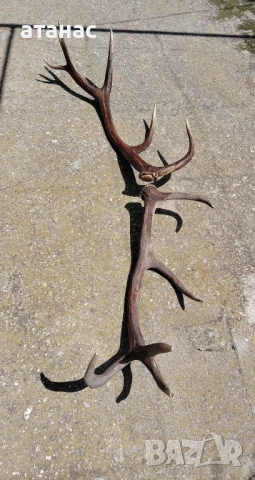 Рога от елен , снимка 3 - Декорация за дома - 51742470
