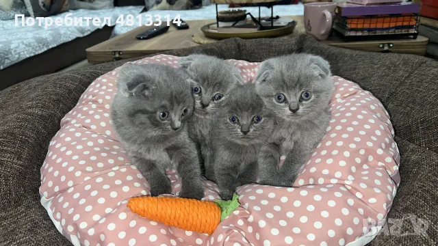 Шотландски Фолд - Шотландска клепоуха, снимка 3 - Други - 56350153