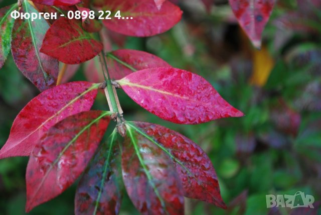 Oгнен храст - Euonymus alatus Студоустойчив , снимка 3 - Разсади - 38115122