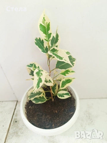 Сциндапсус, Индрише, Бенджамин и други стайни цветя , снимка 5 - Стайни растения - 48091125