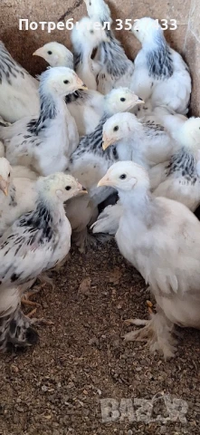 Колумбийски брами, снимка 1