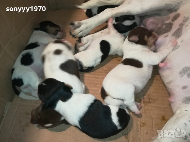 ДЖАК РЪСЕЛ-КУЧЕНЦА 2208250727