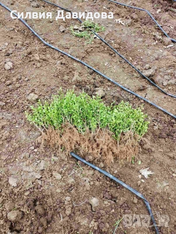 Лигуструм за жив плет, снимка 10 - Градински цветя и растения - 53863765