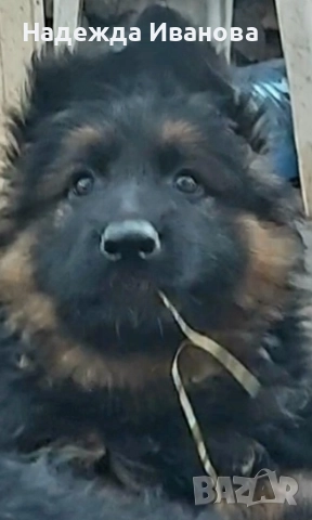 мама, тати и техните сладурчета, снимка 4 - Немска овчарка - 52587718