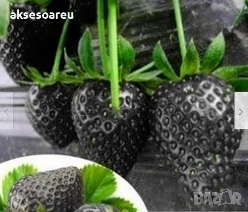 200 семена от плод черна ягода черни ягоди органични плодови ягодови семена от вкусни ягоди отлични , снимка 2 - Сортови семена и луковици - 37706890