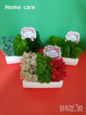 Керамични кашпи със скандинавски мъх 